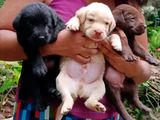 Labrador Black Puppies