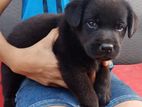 Labrador Puppies