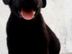 Labrador Puppies Black