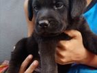 Labrador Puppies Black