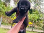 Labrador Puppies (Black)