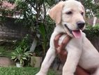 Labrador Puppies