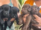 Labrador Puppies