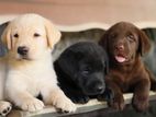Labrador Puppies ( Chocolate Brown & Golden Yellow )