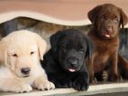 Labrador Puppies ( Chocolate Brown & Yellow )
