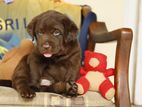 Labrador Puppies ( Chocolate Brown )