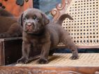 Labrador Puppies ( Chocolate Brown )