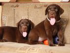 Labrador Puppies ( Chocolate Brown )