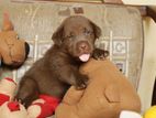 Labrador Puppies ( Chocolate Brown )