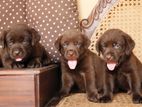 Labrador Puppies ( Chocolate Brown )