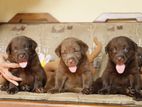 Labrador Puppies ( Chocolate Brown )