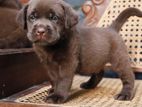 Labrador Puppies ( Chocolate Brown )