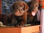 Labrador Puppies ( Chocolate Brown )