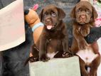 Labrador Puppies ( Chocolate Brown )