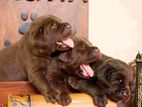 Labrador Puppies Chocolate Brown