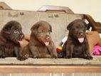 Labrador Puppies ( Chocolate Brown )