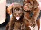 Labrador Puppies ( Chocolate Brown )