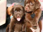 Labrador Puppies ( Chocolate Brown )