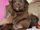 Labrador Puppies ( Chocolate Brown )
