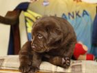 Labrador Puppies ( Chocolate Brown )