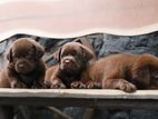 Labrador Puppies ( Chocolate Brown )