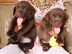 Labrador Puppies ( Chocolate Brown )