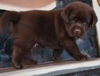 Labrador Puppies ( Chocolate Brown )
