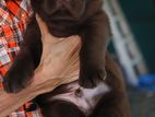 Labrador Puppies ( Chocolate Brown )