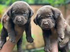 Labrador Puppies Chocolate Brown