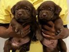 Labrador Puppies Chocolate Brown