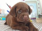 Labrador Puppies Chocolate Brown