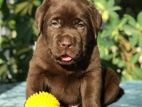 Labrador puppies (chocolate pure breed)