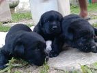 Labrador Puppies