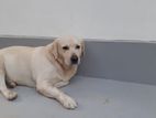 Labrador Puppies Ckc