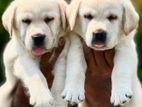 Labrador Puppies Female