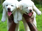 Labrador Puppies Female