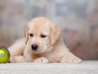 Labrador puppies (female )