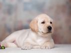 Labrador puppies (female )