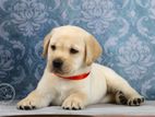 Labrador puppies (female )