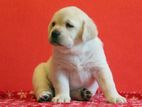 Labrador puppies (female )