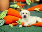 Labrador puppies (female )