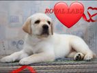 Labrador puppies (Female )