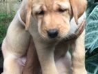 Labrador Puppies - Female