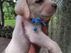 Labrador Puppies