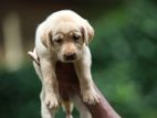 Labrador Puppies