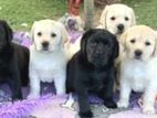 Labrador Puppies