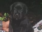 Labrador Puppies