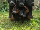 Labrador Puppies