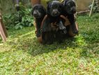 Labrador Puppies