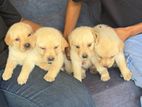 Labrador Puppies